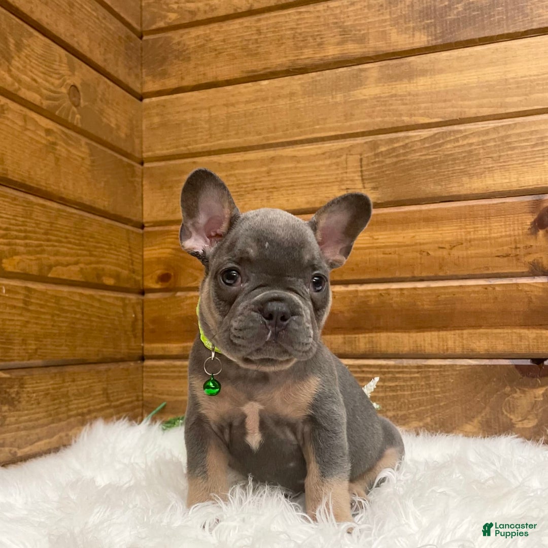 French Bulldog dogs for sale: Ryder - Image 5