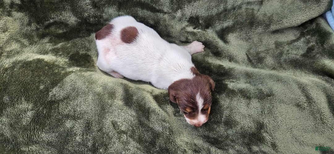 Miniature Dachshund dogs for sale: Ferdinand - Image 4