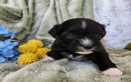 Shihpoo dogs for sale: Snickers - Image 2