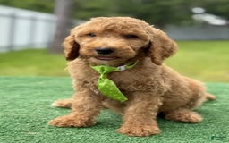 Goldendoodle dogs for sale: Eric - Image 1