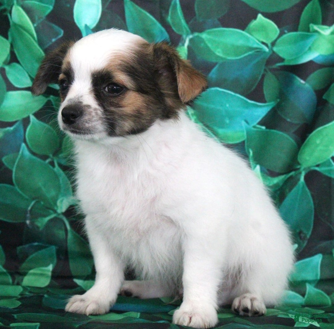 Chihuahua dogs for sale: Skeeter - Image 13