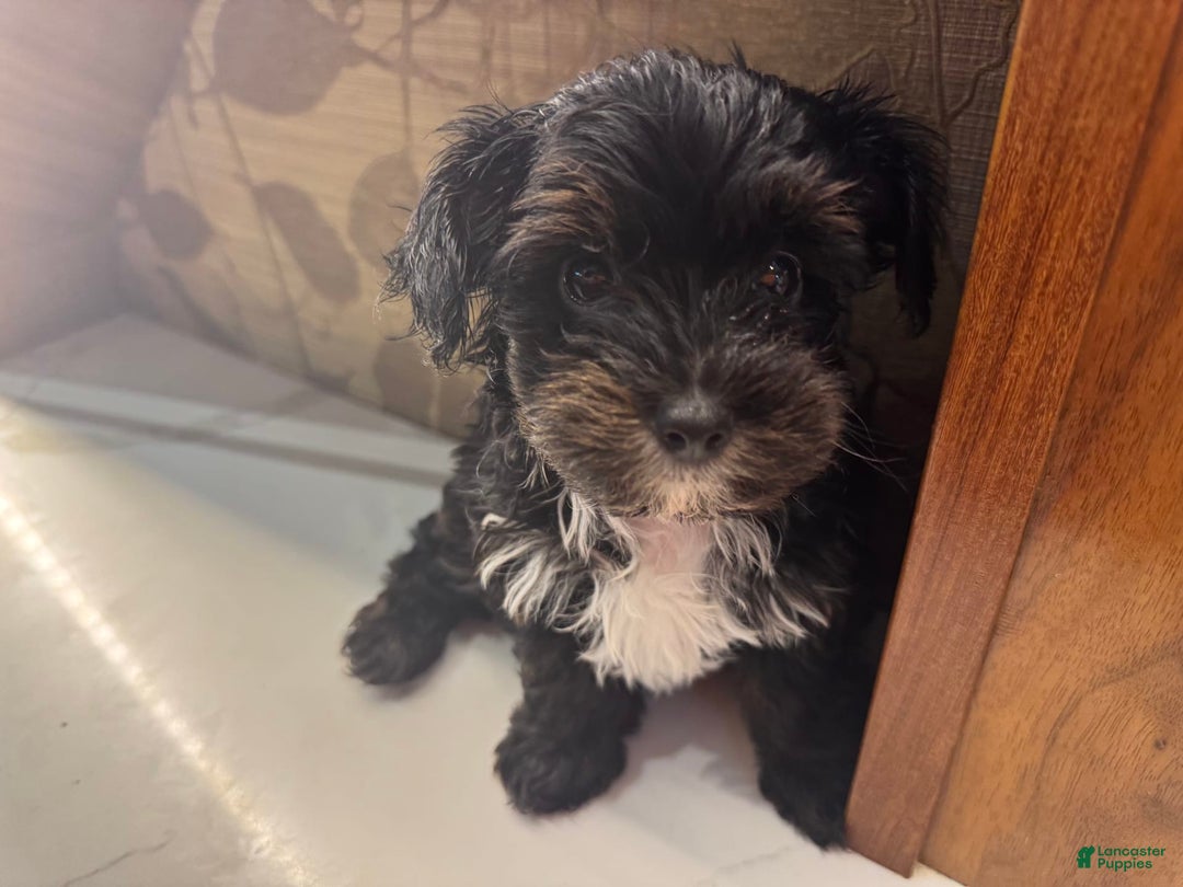 Yorkiepoo dogs for sale: Lily - Image 4
