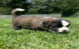 Saint Bernard dogs for sale: Baxter - Image 2