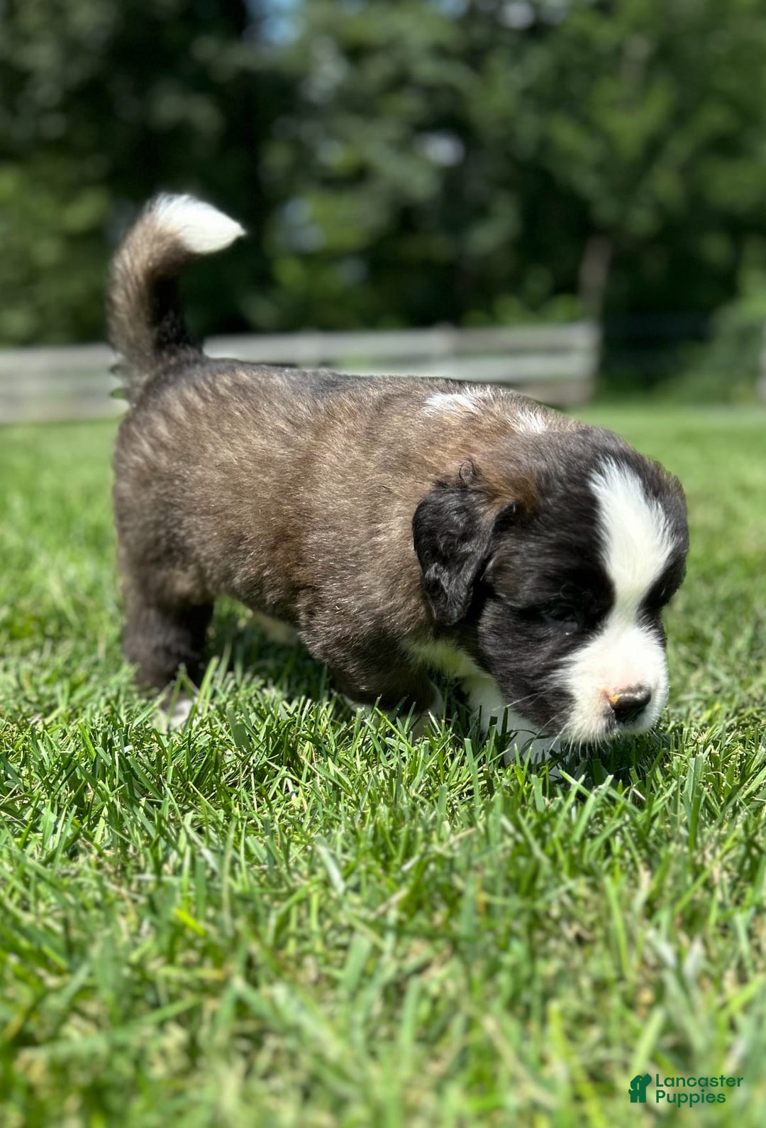 Saint Bernard dogs for sale: Baxter - Image 2