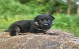 German Shepherd dogs for sale: Kai - Image 18