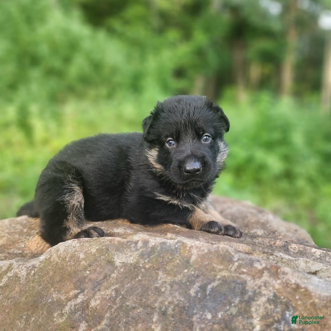 German Shepherd dogs for sale: Kai - Image 18