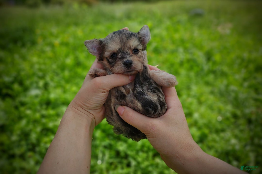Morkie dogs for sale: Rare Merle Dragonfly - Image 15