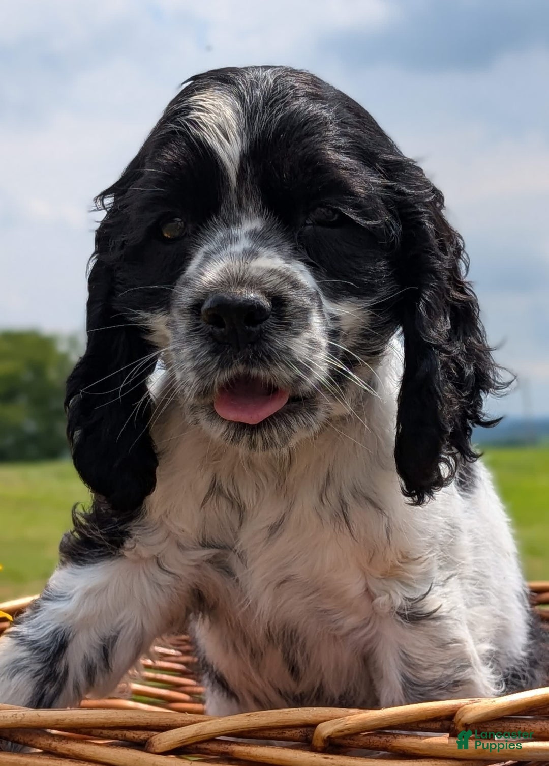 Cocker Spaniel dogs for sale: Flash - Image 1