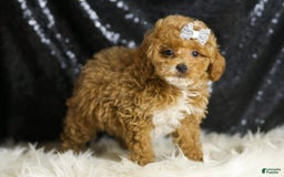 Toy Poodle dogs for sale: Philly - Image 4