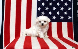 Maltese dogs for sale: Tyler - Image 2
