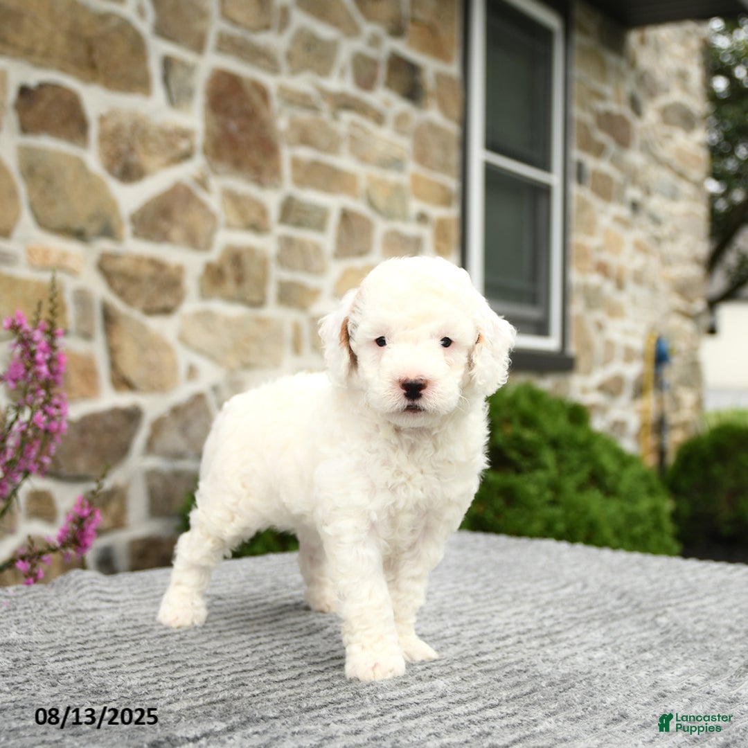 Mini Goldendoodle dogs for sale: Captain - Image 4