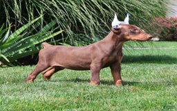 Doberman Pinscher dogs for sale: Bruno - Image 4