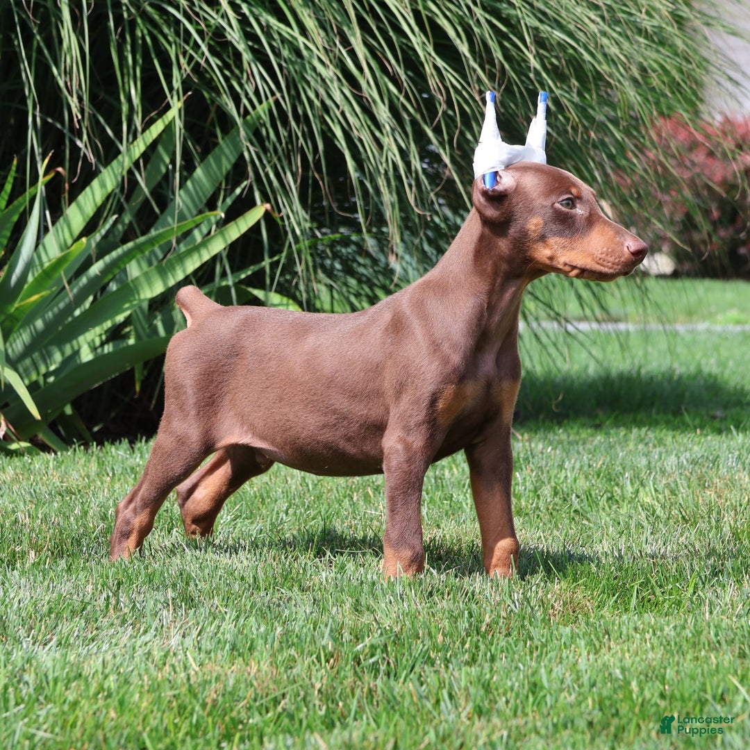 Doberman Pinscher dogs for sale: Bruno - Image 4