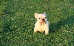 French Bulldog dogs for sale: Lincoln - Image 23