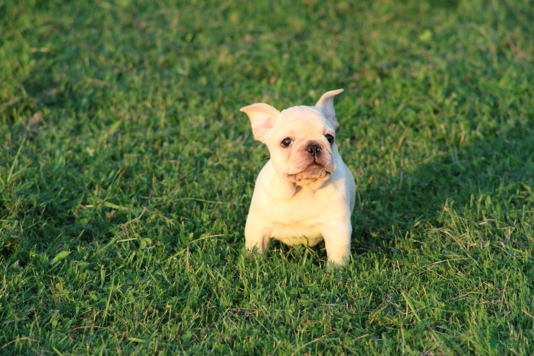 French Bulldog dogs for sale: Lincoln - Image 23