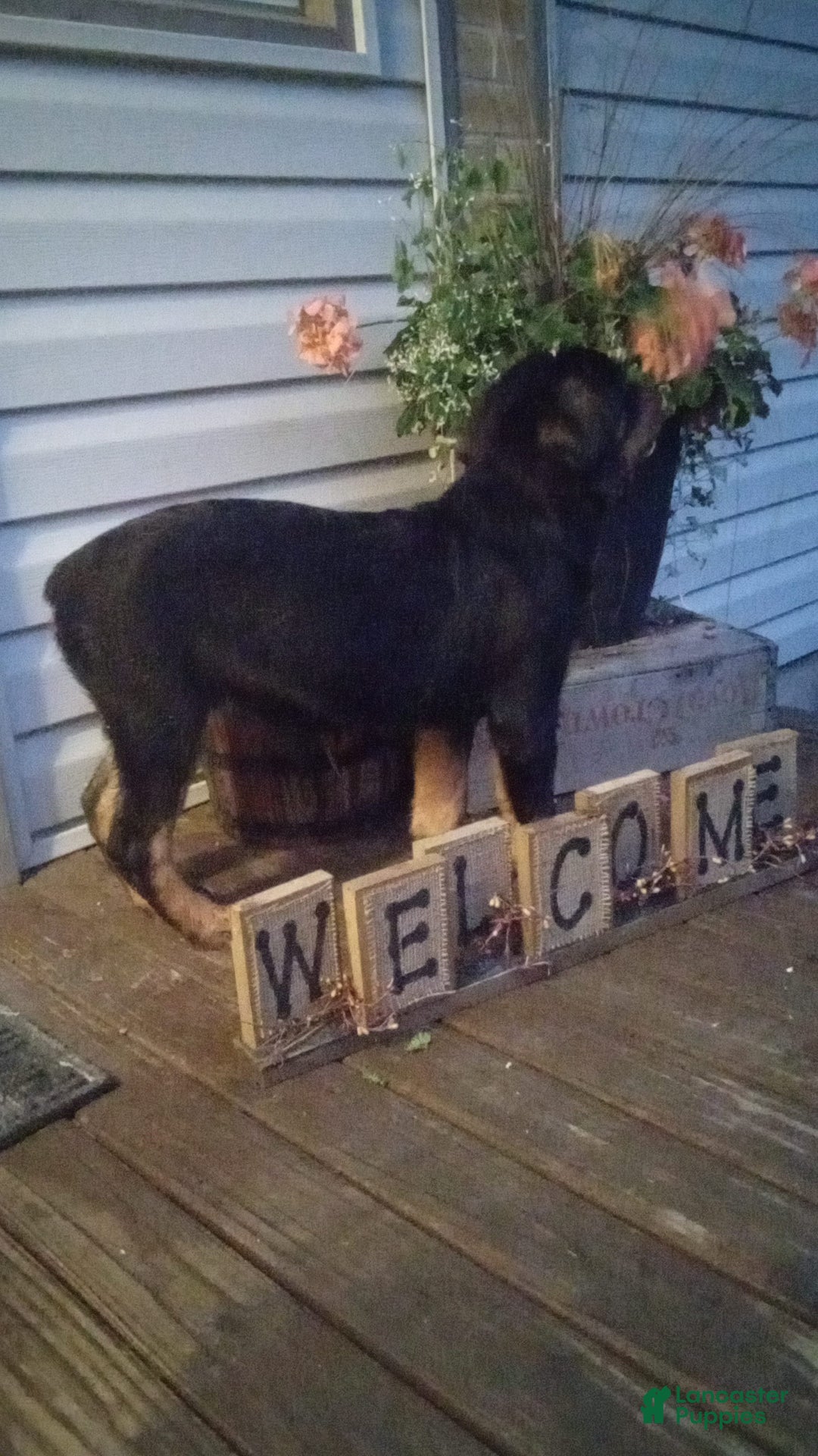 Rottweiler dogs for sale: Ninja - Image 6