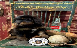 Mini Bernedoodle dogs for sale: Aelas Yellow Boy - Image 16