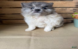 Pomeranian dogs for sale: Aaron - Image 6