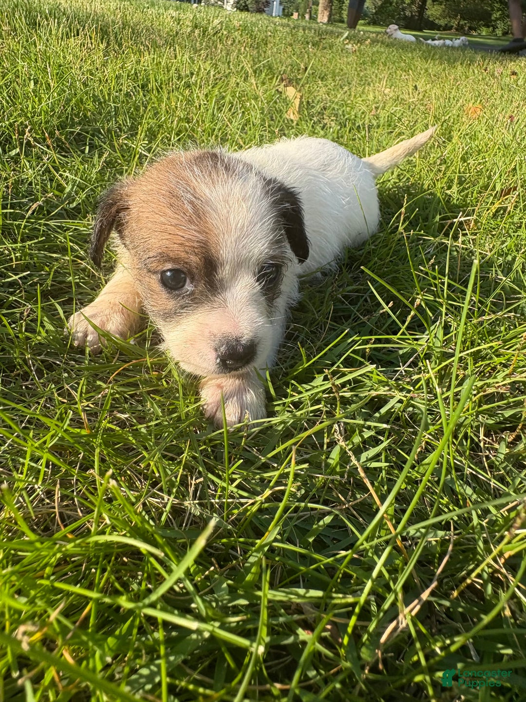 Jack Russell Terrier dogs for sale: Lexi - Image 1