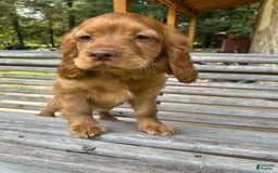 Cocker Spaniel dogs for sale: Maxie - Image 7