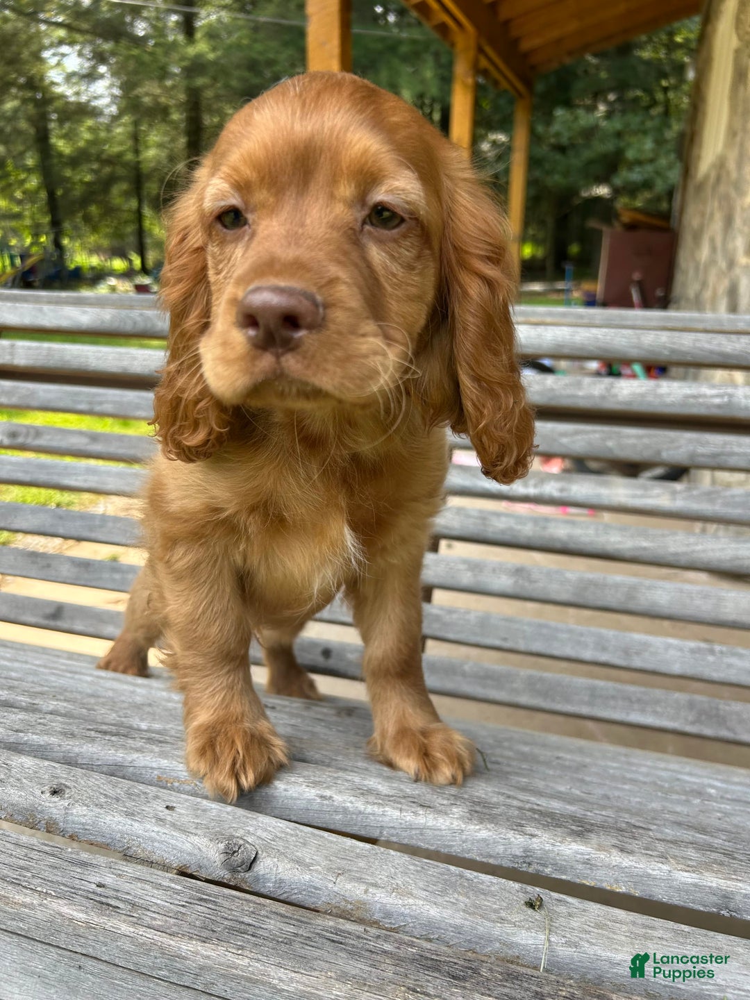 Cocker Spaniel dogs for sale: Maxie - Image 7