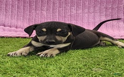 Catahoula Leopard Dog dogs for sale: Tess 2025 Female 1 - Image 7