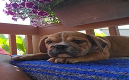 English Bulldog dogs for sale: Mozart - Image 4