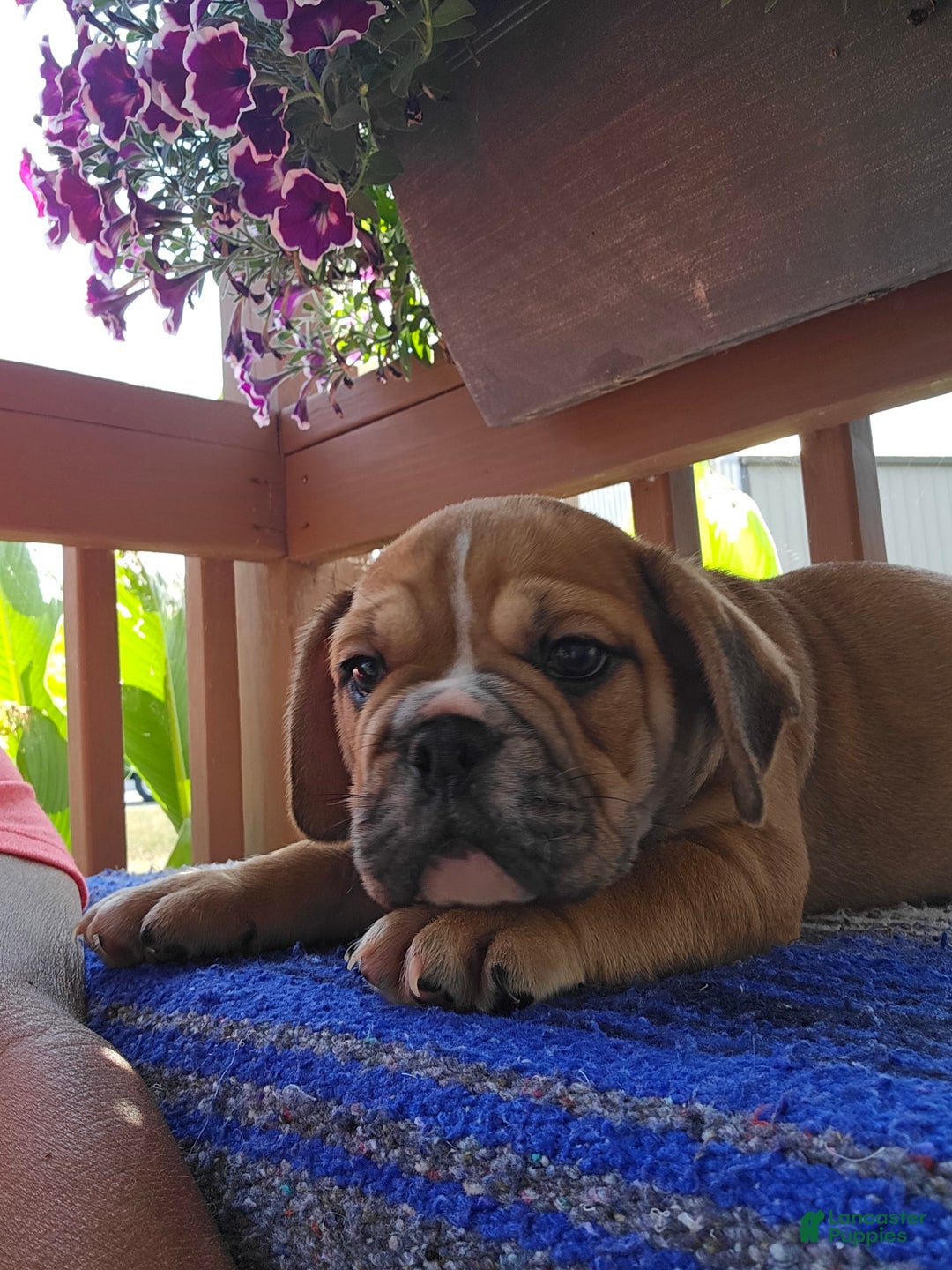 English Bulldog dogs for sale: Mozart - Image 4