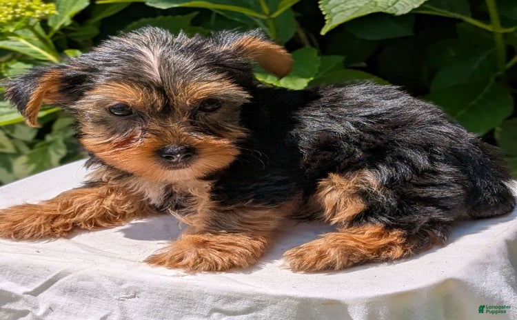 Yorkshire Terrier dogs for sale - Ad 4