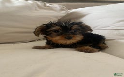 Yorkshire Terrier dogs for sale: Cash - Image 2