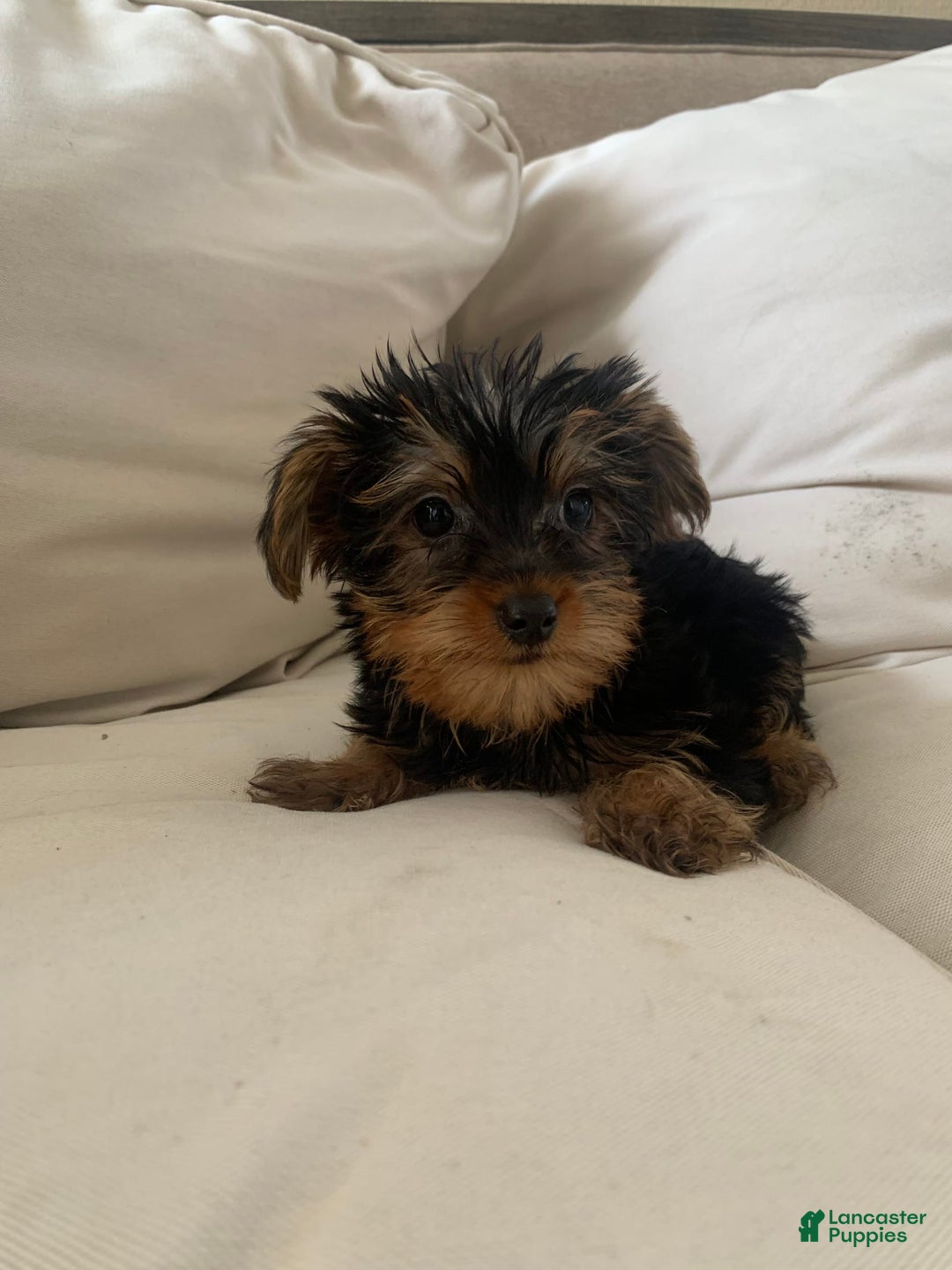 Yorkshire Terrier dogs for sale: Cash - Image 2