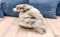 Australian Shepherd dogs for sale: Dusty - Image 2