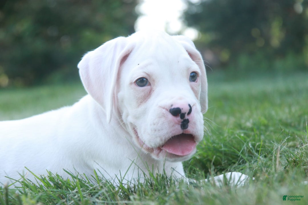 Boxer dogs for sale: Edward - Image 4