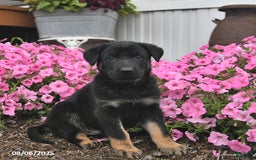 German Shepherd dogs for sale: Jinger - Image 1