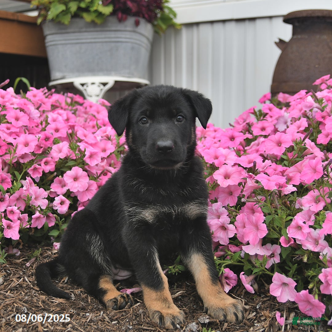 German Shepherd dogs for sale: Jinger - Image 1