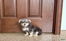 Morkie dogs for sale: Tiny - Image 5