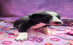 Border Collie dogs for sale: Fang - Image 4