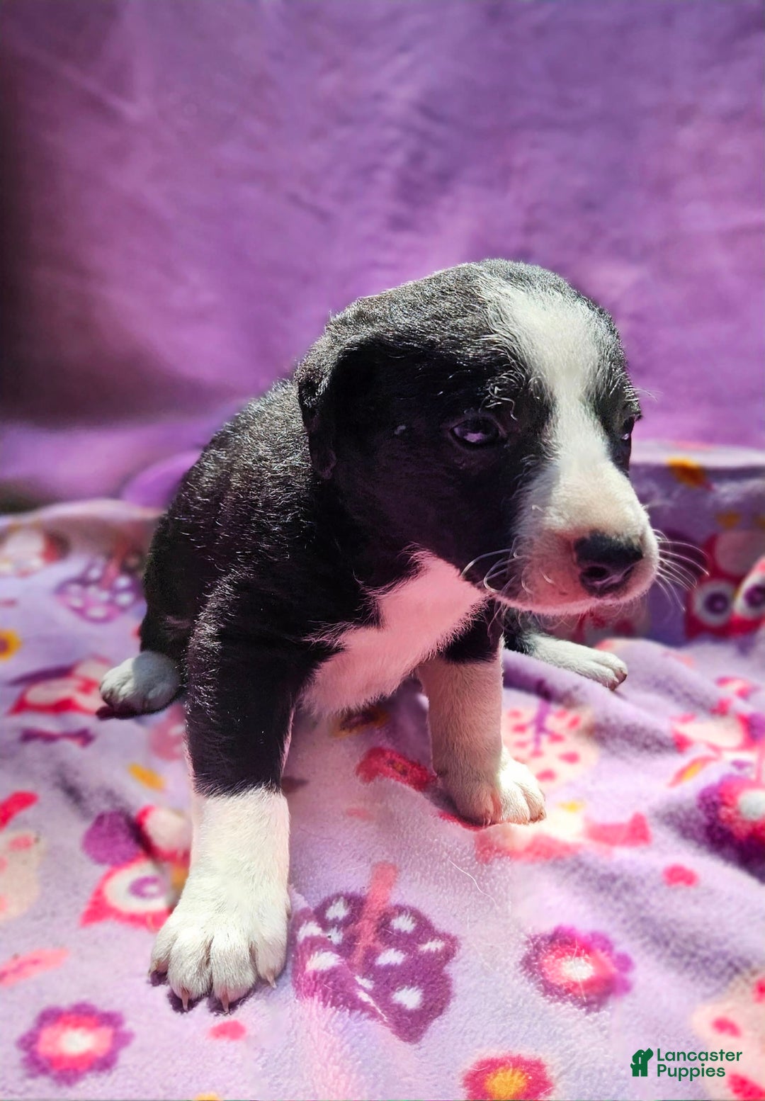 Border Collie dogs for sale: Fang - Image 4