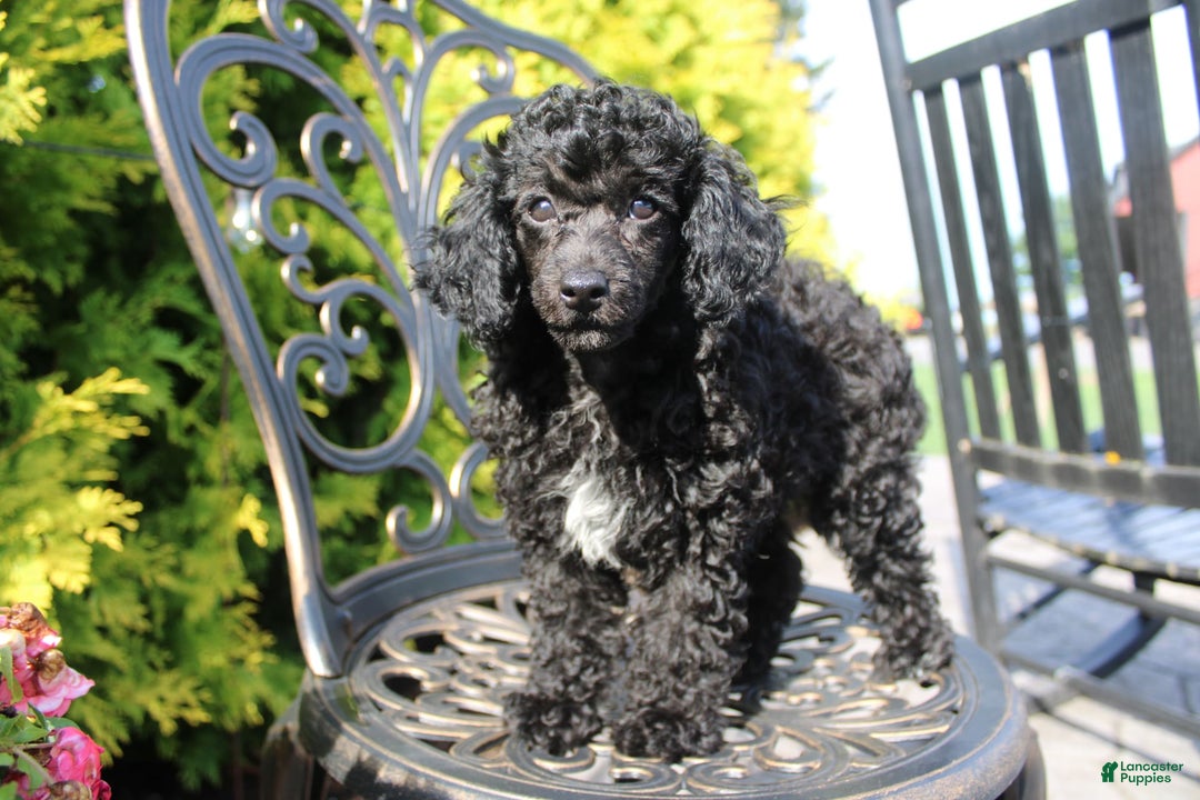 Miniature Poodle dogs for sale: Starlight - Image 3