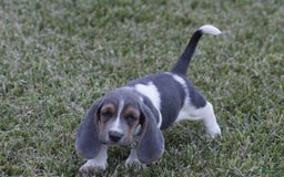 Basset Hound dogs for sale: Jed - Image 1