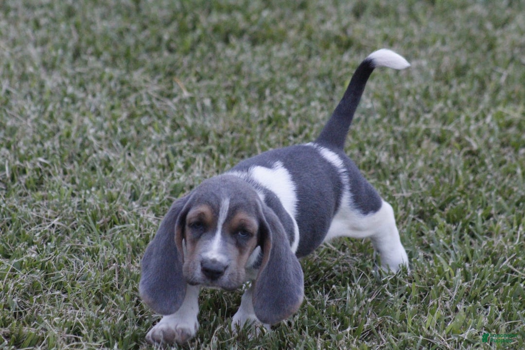 Basset Hound dogs for sale: Jed - Image 1