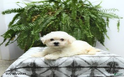 Bichon Frise dogs for sale: Ziggy - Image 2