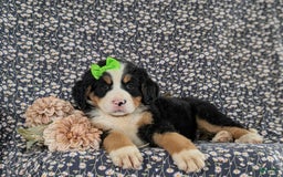 Bernese Mountain Dog dogs for sale: Genessa - Image 5