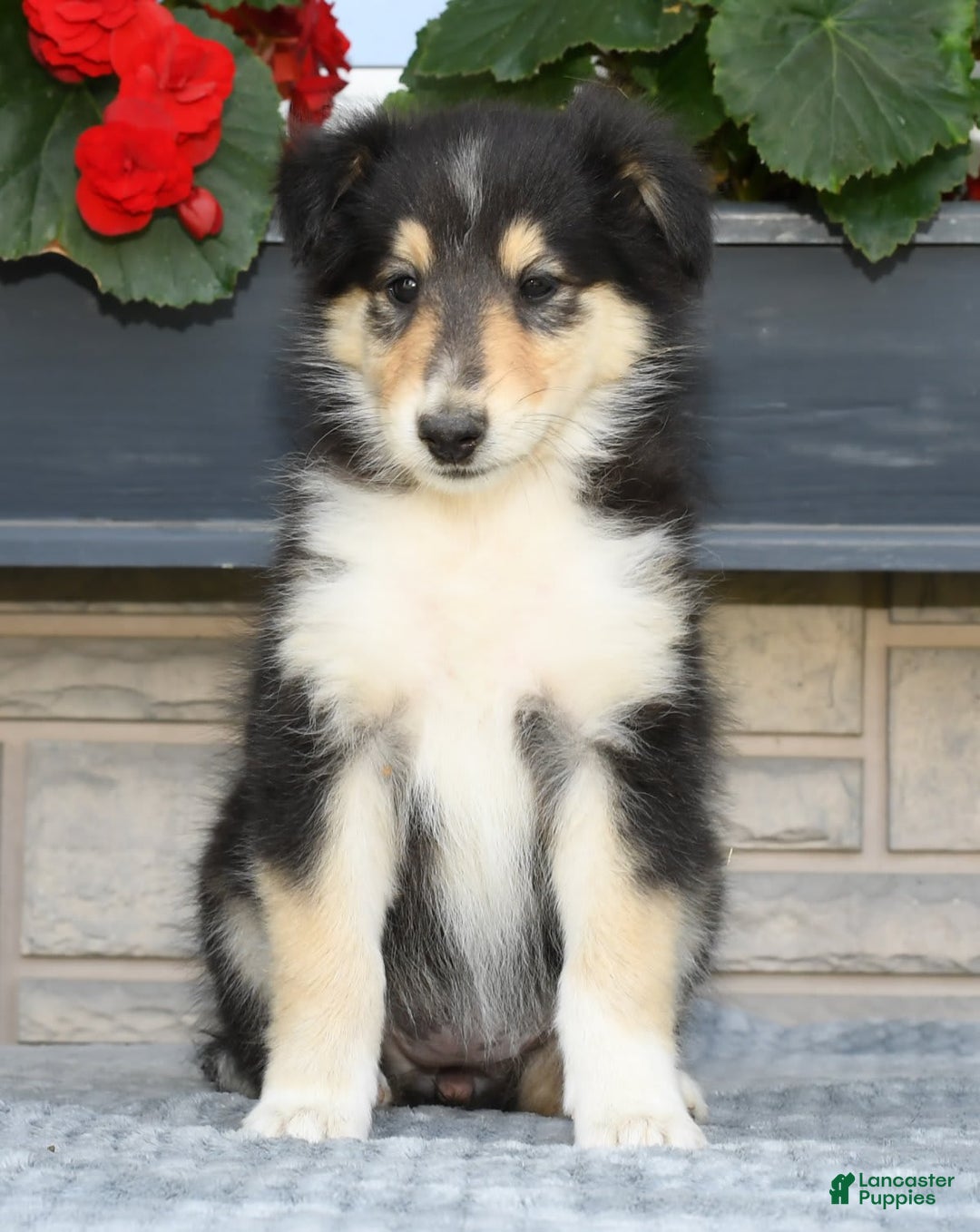 Collie dogs for sale: Patsy - Image 1
