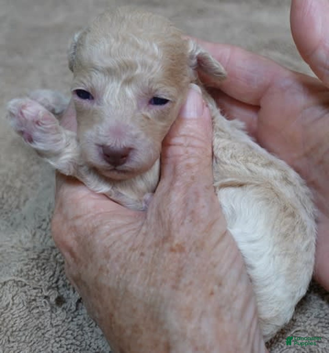 Toy Poodle dogs for sale: Nimmi Apricot - Image 2