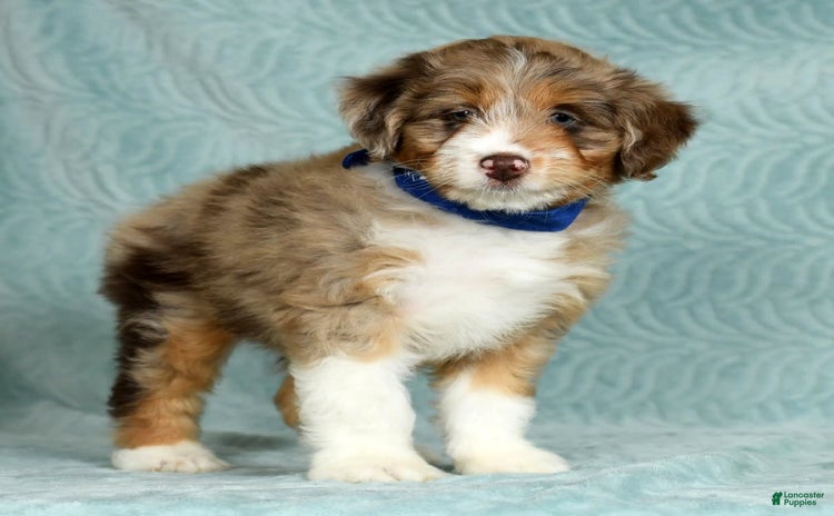Aussiedoodle dogs - Advert 8