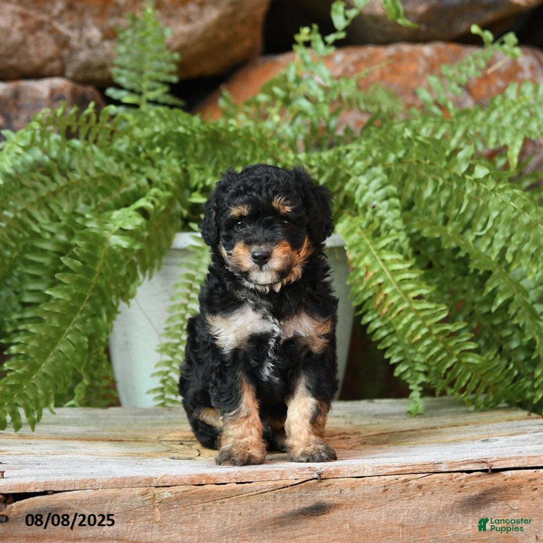 Miniature Poodle dogs for sale: Miniature Poodle 4 puppies - Image 9