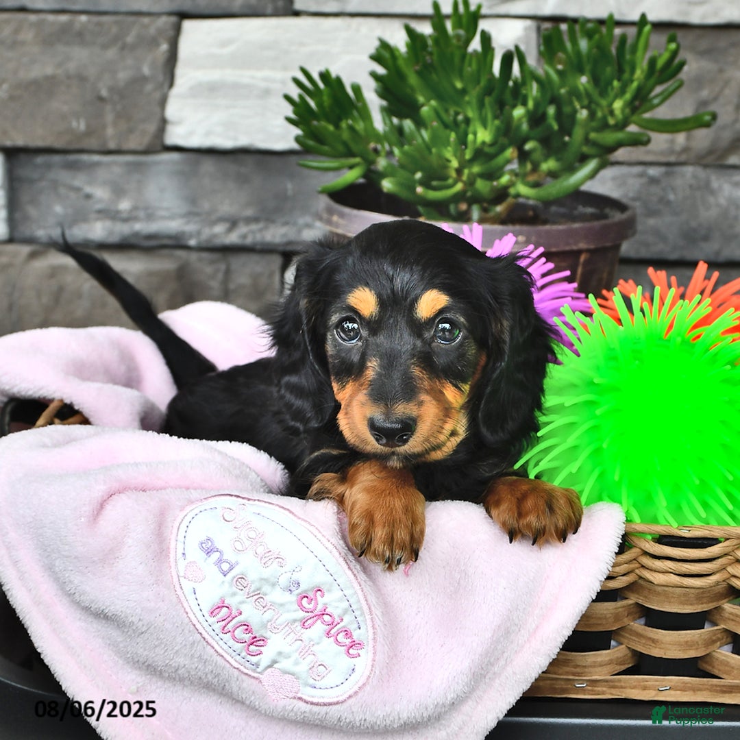 Miniature Dachshund dogs for sale: Lexi - Image 2