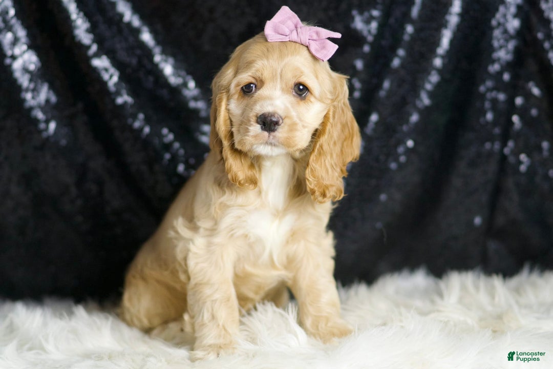 Cocker Spaniel dogs for sale: Kissi - Image 1