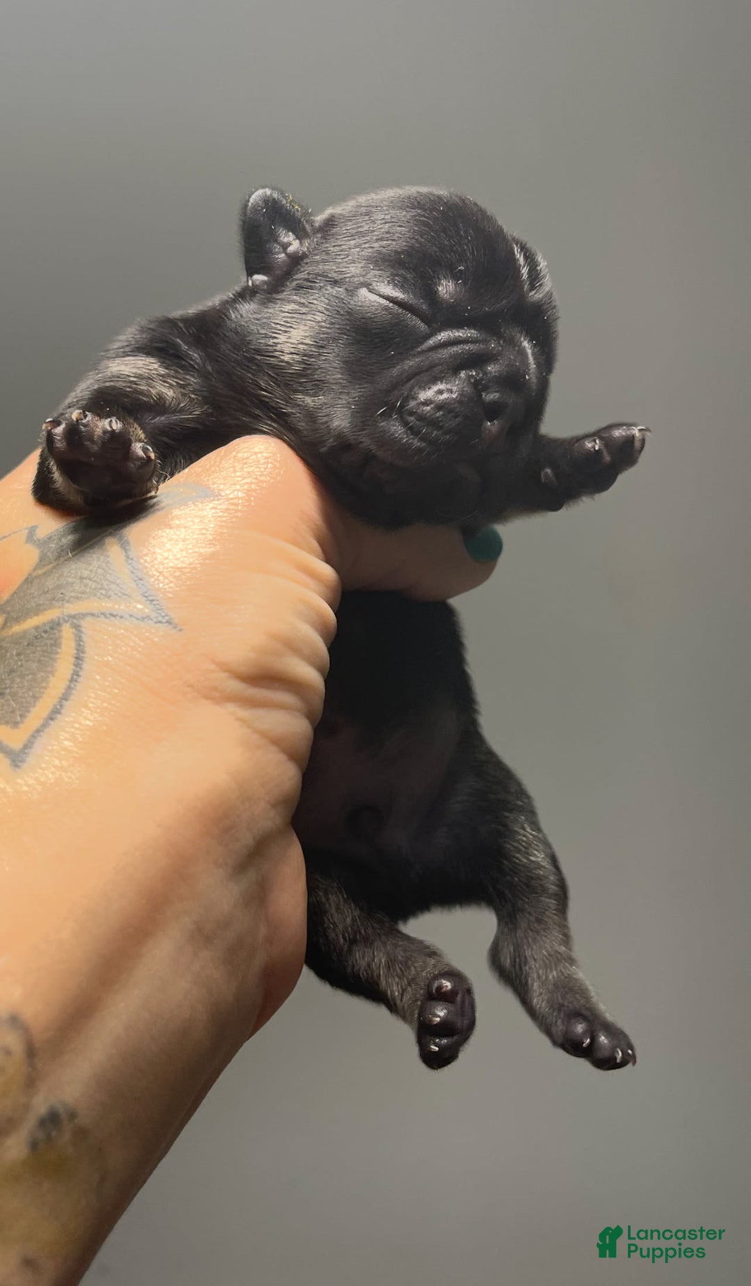 French Bulldog dogs for sale: Dash - Image 1